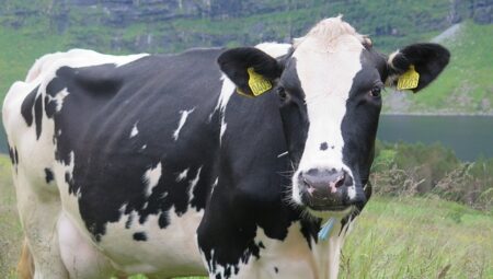 Bilginin Doğası ve Ontolojik Perspektifler